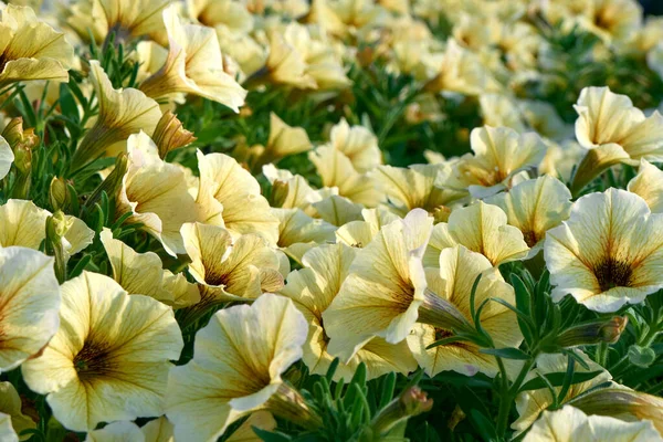 Flores Petúnia Amarelas Dia Ensolarado Lindas Flores Verão — Fotografia de Stock