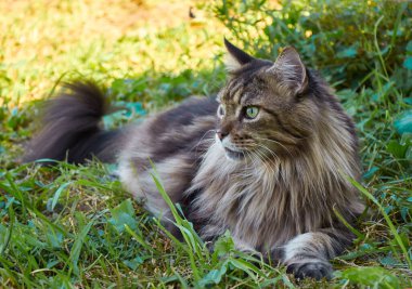 Güneşli bir günde çimlerin üzerinde yatan güzel bir Maine Rakunu kedisi. Evcil hayvan gezisi macerası. Kedi yaklaş. Bahçedeki evcil kedi.