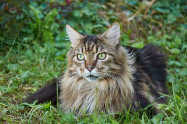 Güneşli bir günde çimlerin üzerinde yatan güzel bir Maine Rakunu kedisi. Evcil hayvan gezisi macerası. Kedi yaklaş. Bahçedeki evcil kedi.