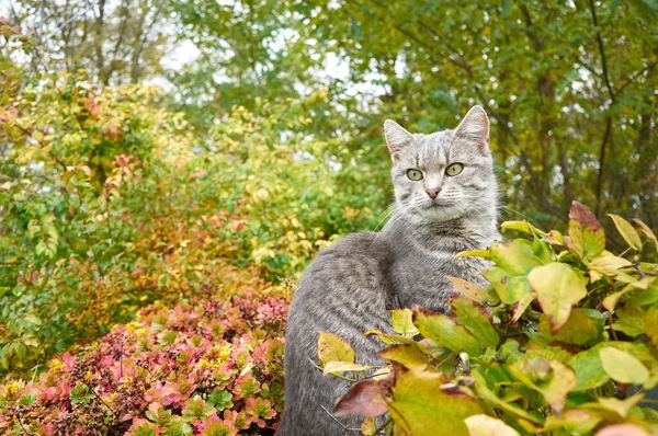 Χαριτωμένο Γκρι Γάτα Κίτρινα Φύλλα Φθινόπωρο — Φωτογραφία Αρχείου