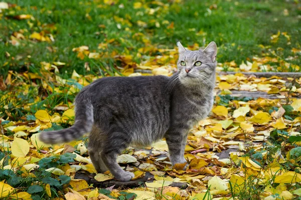 노란색 잔디에 귀여운 고양이 — 스톡 사진
