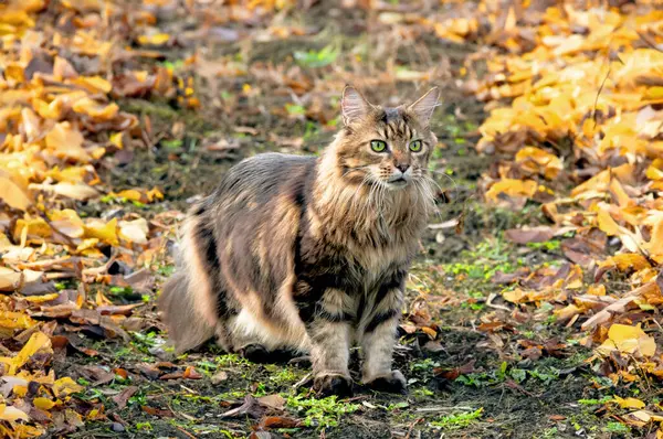 아름다운 고양이는 가을에 노란색 공원에서 — 스톡 사진