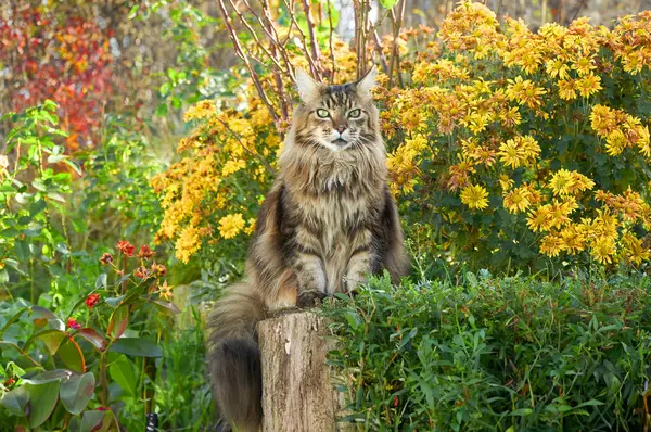 Schöne Maine Coon Katze Sitzt Auf Dem Gras Der Nähe — Stockfoto