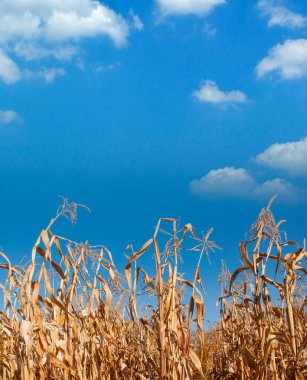 Mavi gökyüzüne karşı kuru mısır