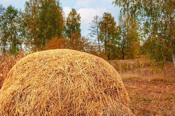 Haystack Фоне Осенних Деревьев — стоковое фото