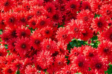 Sonbaharda kırmızı bahçe kasımpatılarının tam çerçeve arka planı