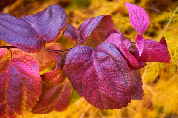 Leuchtend Violette Herbstblätter Auf Gelbem Natürlichem Hintergrund — Stockfoto