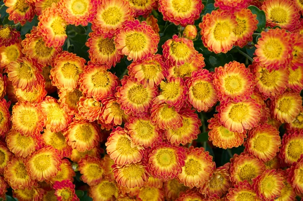 Full Frame Background Bright Yellow Orange Flower Garden Chrysanthemums Autumn — Stock Photo, Image