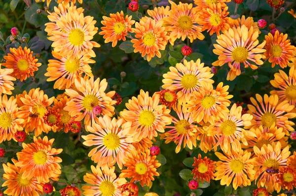 Pełne Tło Ramki Jasnożółty Pomarańczowy Kwiat Chryzantemy Ogrodowe Jesienią — Zdjęcie stockowe
