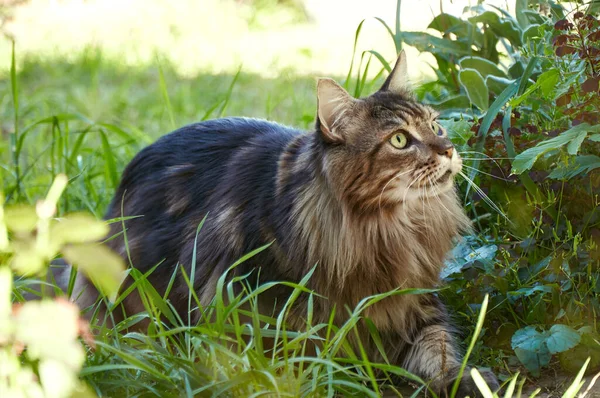 Eine Maine Coon Katze Jagt Grünen Gras — Stockfoto