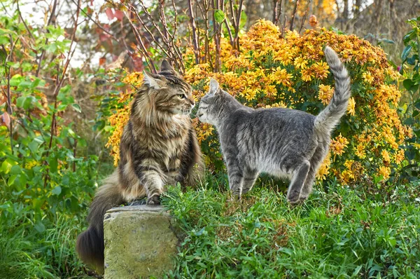Two cats sitting on the grass near the bush of yellow chrysanthemums in the garden. Maine Coon cat and gray cat