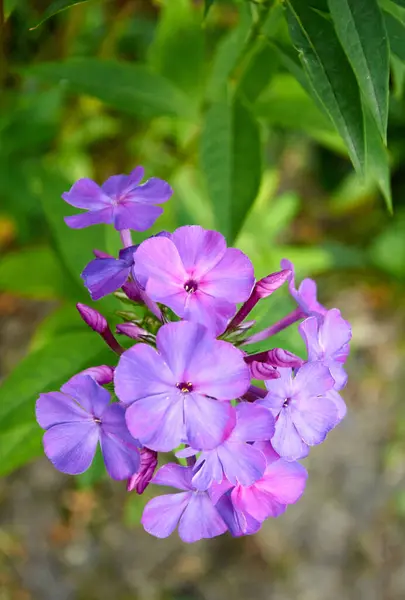Flores Obrieta Púrpura Flor Hermoso Fondo Floral — Foto de Stock