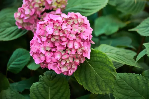 Pink Hydrangea Flowers Close Garden Selective Focus — Foto de Stock