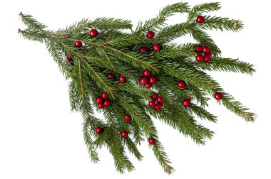 Kırmızı böğürtlenli doğal bir Noel ağacının dalı.