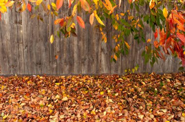 Sarı kırmızı sonbahar çalısı eski ahşap bir çitin arka planında