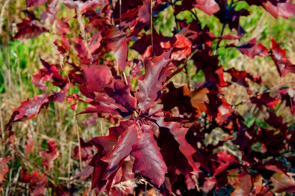 Podzimní Červené Listy Mladého Dubu — Stock fotografie
