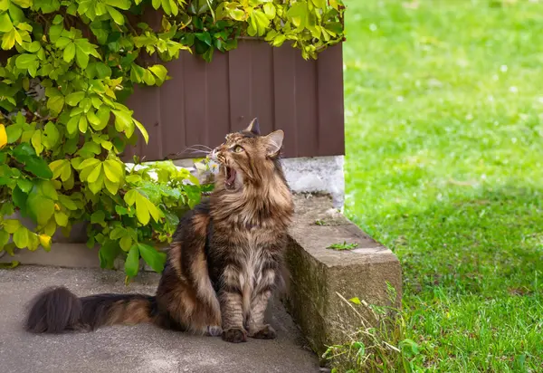 ブラックタビーメイン公園の緑の芝生の上でリラックスしたコーン猫 ペットは屋外の冒険を歩く 猫を閉じます — ストック写真