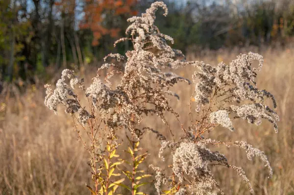 Hohes Gelbes Herbstgras Auf Einem Feld Großaufnahme — Stockfoto
