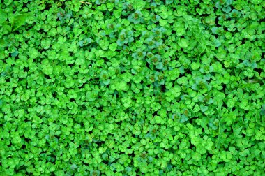 Küçük çim manzaralı. Doğal çim arka planı