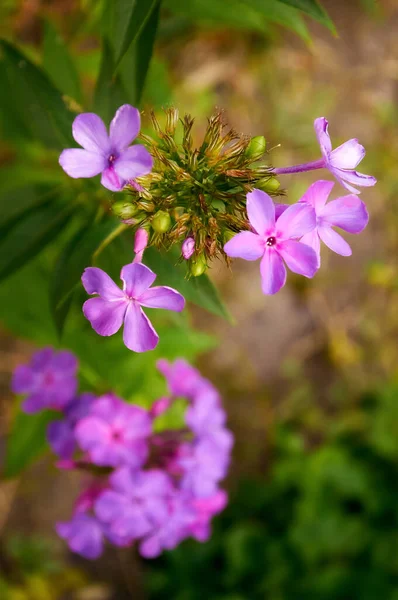 Purple Obrieta Flowers Bloom Beautiful Floral Background — Stock Photo, Image
