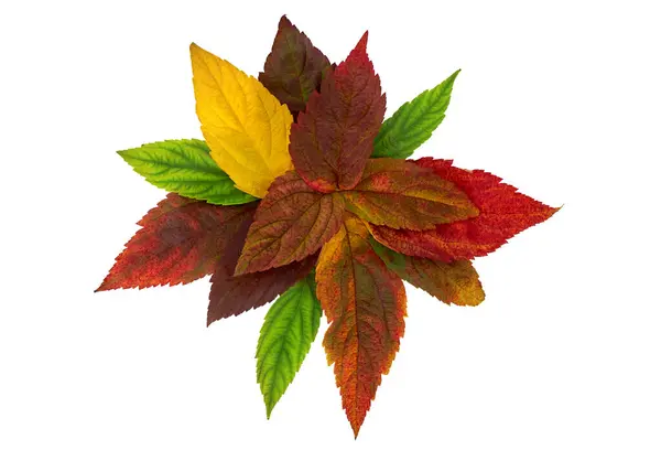 Herfstcompositie Frame Gemaakt Van Oranje Rode Groene Bladeren Geïsoleerd Witte — Stockfoto