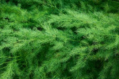 Yeşil kuşkonmaz çalılığının tam çerçeve arkaplanı 