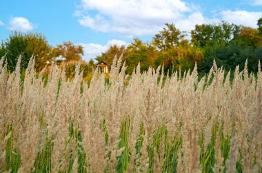 Arka planda sarı çimenler ve çiçekler. Sonbahar manzarası
