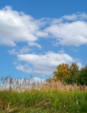 Arka planda sarı çimenler ve çiçekler. Sonbahar manzarası