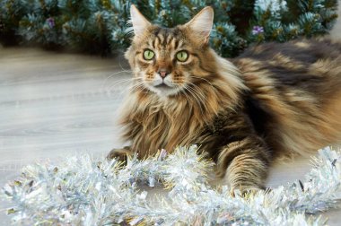 Güzel bir Maine Rakunu Noel süsünün içinde yatıyor. Noel kedisi