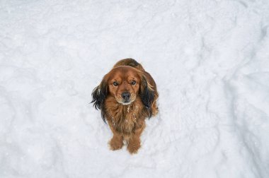 Karda tatlı kırmızı bir spanyel.