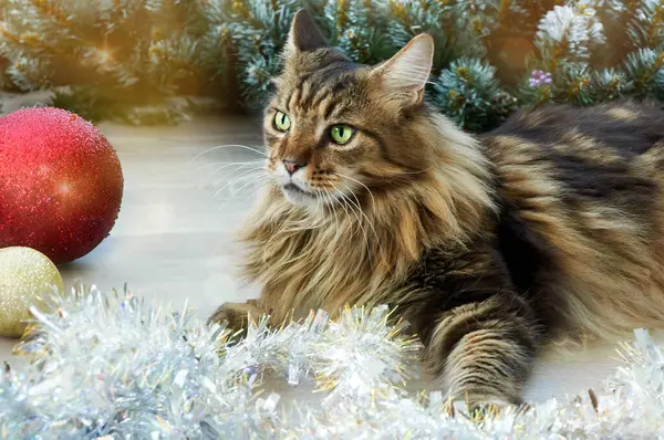 美しいメイン クーン猫がクリスマスに横たわっています クリスマスキティ ストック画像