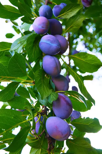 Plum Tree with ripening Plums