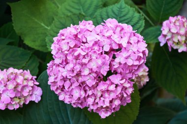 Pink hydrangea flowers close-up in the garden. Selective focus