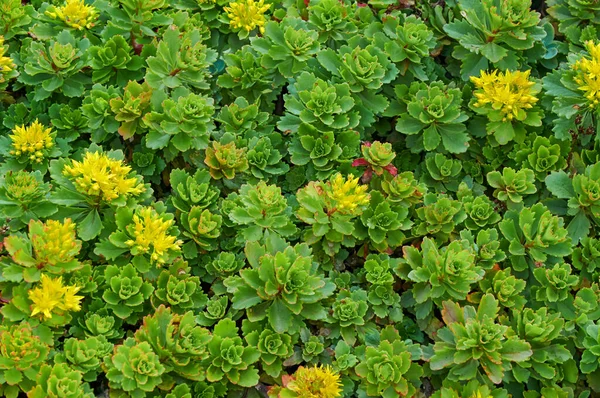 Sempervivum montanum çiçekleri ve kaya bahçesinde Wood Spurge