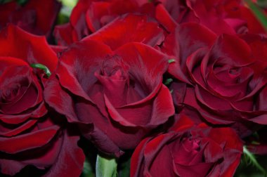 Parlak kırmızı güllerin çarpıcı gösterisi, aşkı ve tutkuyu simgeliyor.