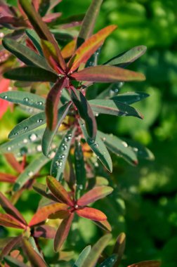 Raindrops on beautiful Euphorbia leaves. Sunny summer day after rain.