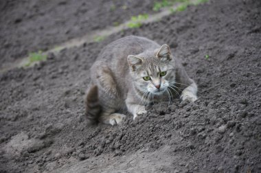 Tatlı gri kedi yerde yürüyor.