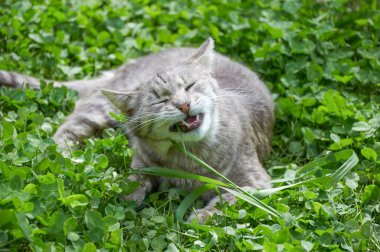 Şirin gri kedi yer, yeşil yoncaların çimlerini kemirir..