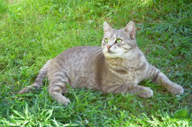 Şirin gri kedi yeşil çimenlerde yatıyor..