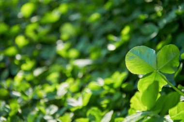 Yoncalı yeşil arka plan. Güneşli bir günde Clover. Doğal yoncadan yapılmış halı. Doğal çim arka planı