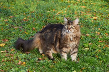 Güzel Maine Rakunu sonbaharda sarı yapraklar üzerinde bahçede yürüyor.