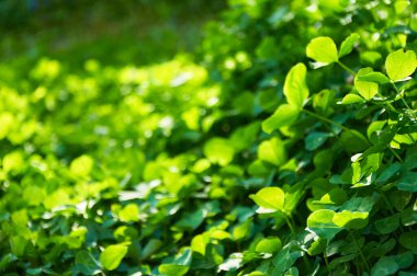 Yoncalı yeşil arka plan. Güneşli bir günde Clover. Doğal yoncadan yapılmış halı. Doğal çim arka planı