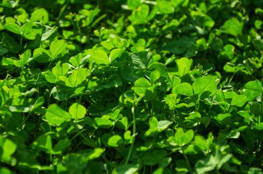 Yoncalı yeşil arka plan. Güneşli bir günde Clover. Doğal yoncadan yapılmış halı. Doğal çim arka planı