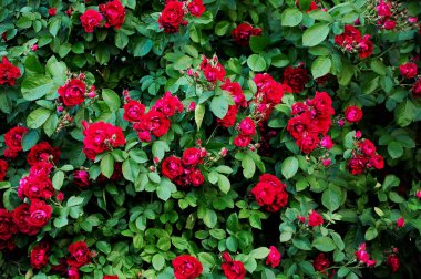Large bush with many red roses close-up. Beautiful floral background.