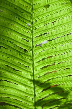Güzel eğreltiotu yaprakları, doğal yapraklı eğreltiotu arkaplanı güneş ışığında.
