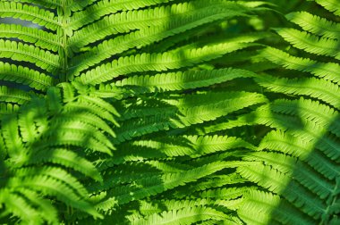 Güzel eğreltiotu yaprakları, doğal yapraklı eğreltiotu arkaplanı güneş ışığında.