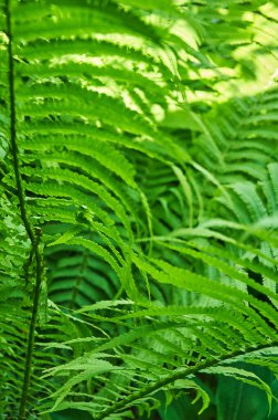 Güzel eğreltiotu yaprakları, doğal yapraklı eğreltiotu arkaplanı güneş ışığında.