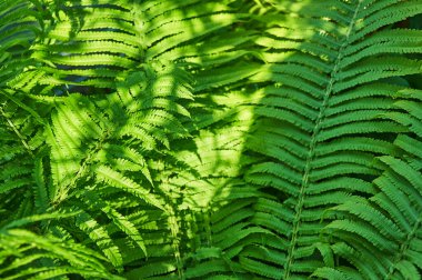 Güzel eğreltiotu yaprakları, doğal yapraklı eğreltiotu arkaplanı güneş ışığında.