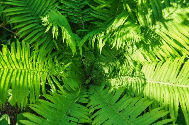 Güzel eğreltiotu yaprakları, doğal yapraklı eğreltiotu arkaplanı güneş ışığında.