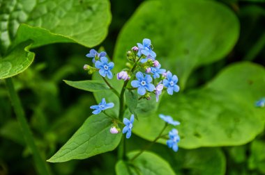 Mavi bahar çiçekleri. Myosotis Sylvatica bahar çiçeği mevsimi. Çiçek arka planı